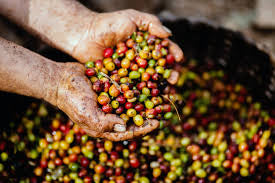 Prospect Coffee | Blend 218 - Brazil/El Salvador