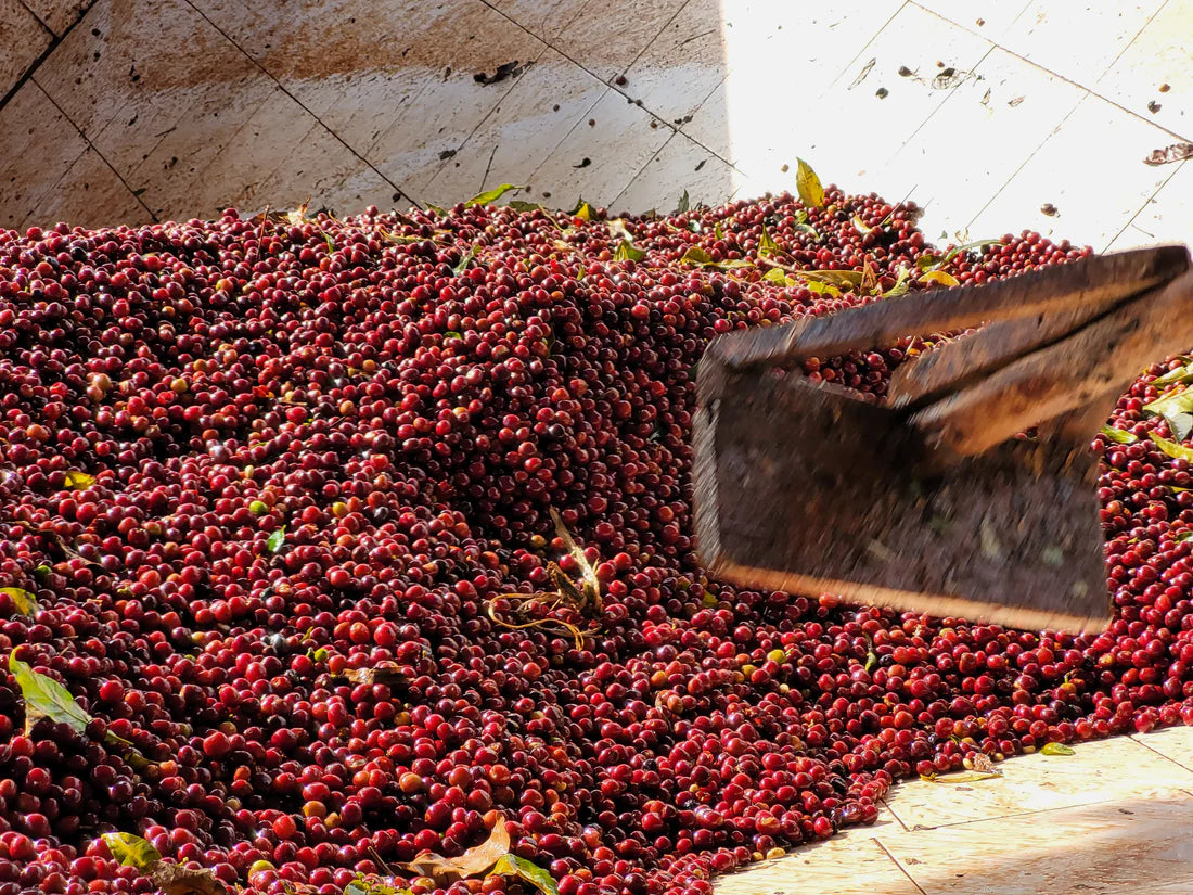 Prospect Coffee | Danche, Yirgacheffe - Ethiopian single origin