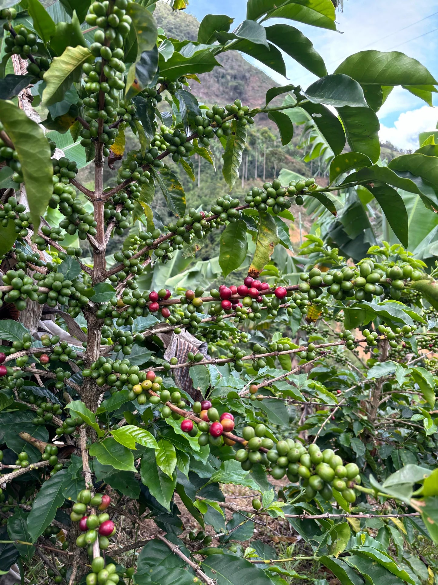 Prospect Coffee | Caicedo Community Blend, Caicedo - Colombia single origin