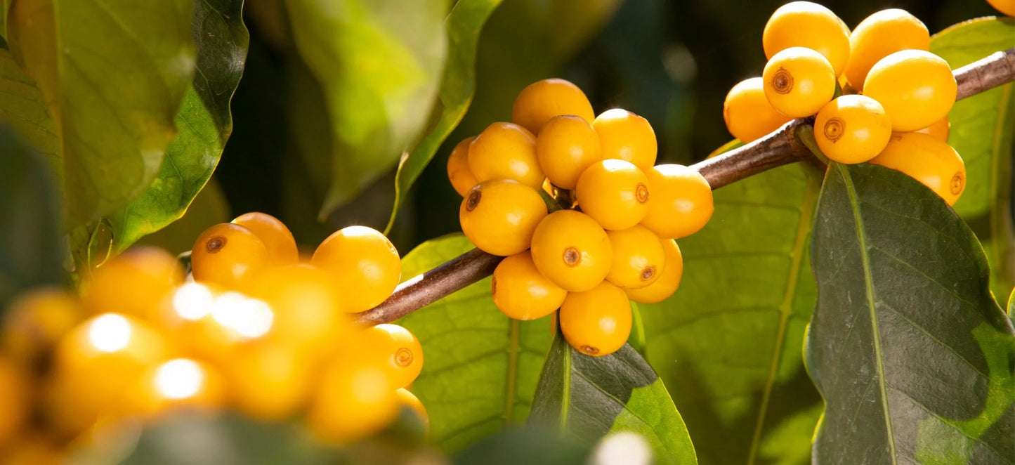Prospect Coffee | Fazenda Pantano, Minas Gerais - Brazilian single origin