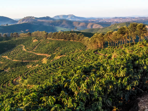 coffee farm in Minas Gerais