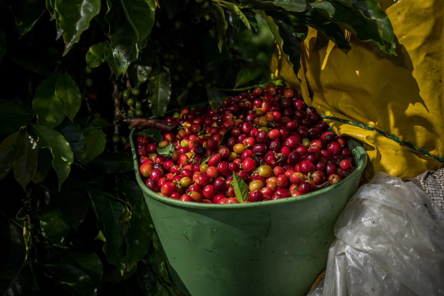 Prospect Coffee | Caicedo Community Blend, Caicedo - Colombia single origin
