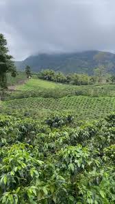 Prospect Coffee | Caicedo Community Blend, Caicedo - Colombia single origin