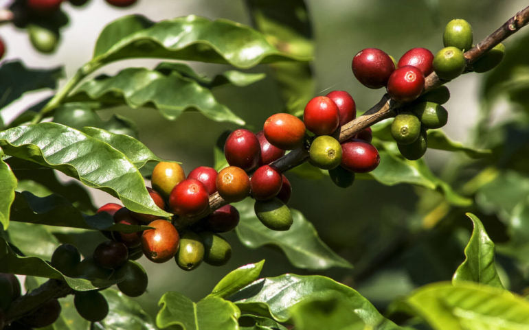 Colombia - Atunkaa DECAF