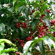 Prospect Coffee | Danche, Yirgacheffe - Ethiopian single origin