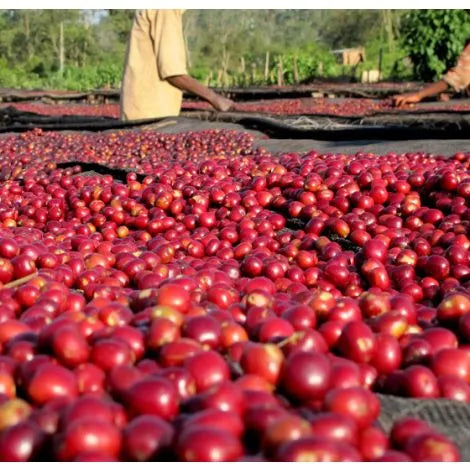 Prospect Coffee | Danche, Yirgacheffe - Ethiopian single origin